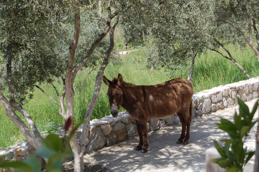 Olympos Mitos 호텔 외부 사진